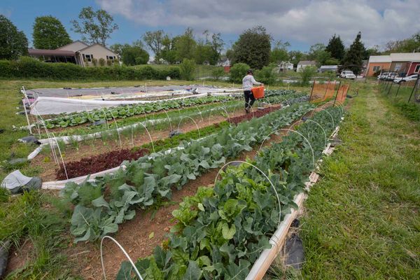 In A Northwest Roanoke Food Desert, An Urban Farm Takes Root