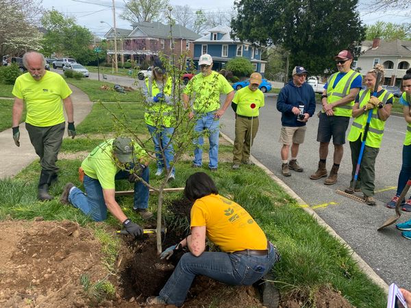 Roanoke's Tree Canopy Has Fallen Over the Last Decade. City Leaders Are Now Trying To Restore It.