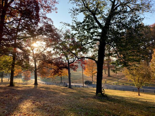 New Study Seeks To Estimate Tree Canopy Coverage Across Roanoke Valley