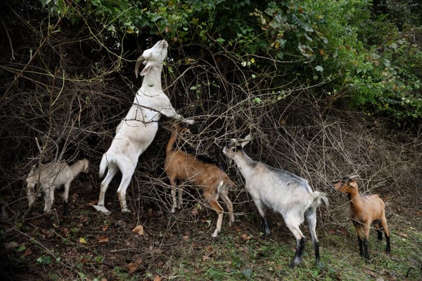 Municipal Munching Now Part of Roanoke's Landscaping Toolbox
